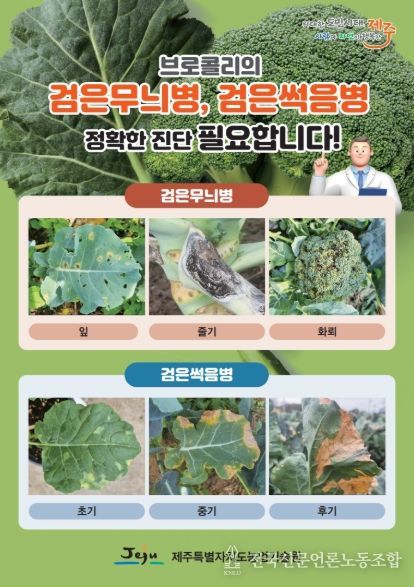 검은무늬병·검은썩음병 진단 리플릿