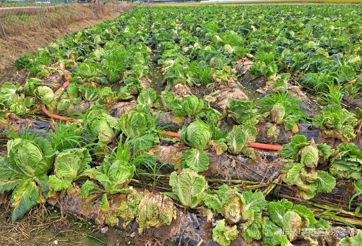 충북농기원, 가을배추 수확 전 현장기술지원 강화 (가을배추 무름병 발생 포장-청주시 미원면)