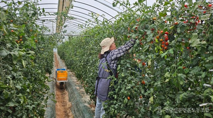 봉화 공동영농 재산지구 토마토도 대박, '억' 소리 나네