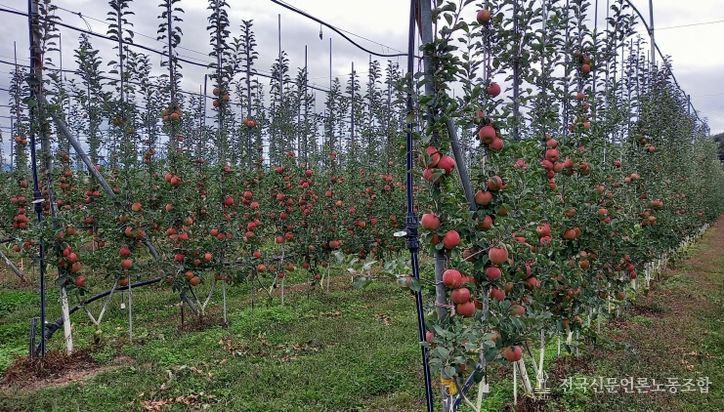 경북도, ‘과실전문생산단지 기반조성’