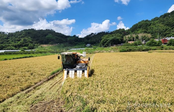 벼 수확 사진