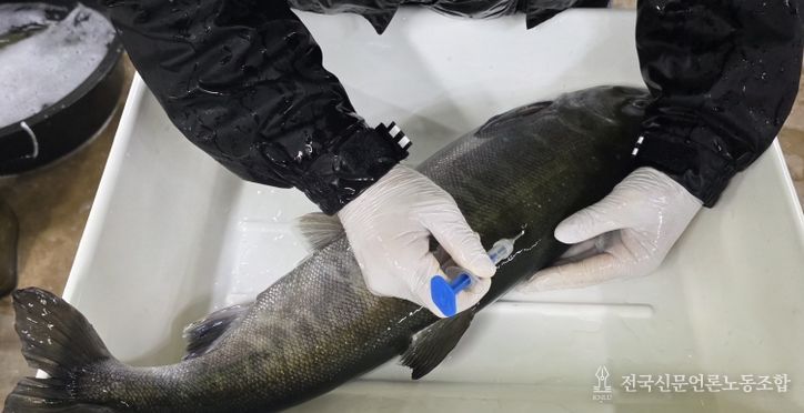 국내 양식산 연어로 첫 인공 채란 성공!