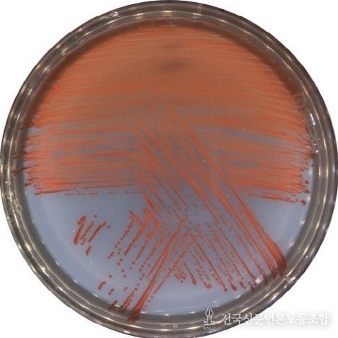 신종 비브리오 VRS2 균주를 배양한 사진(적색의 프로디지오신을 생성함)