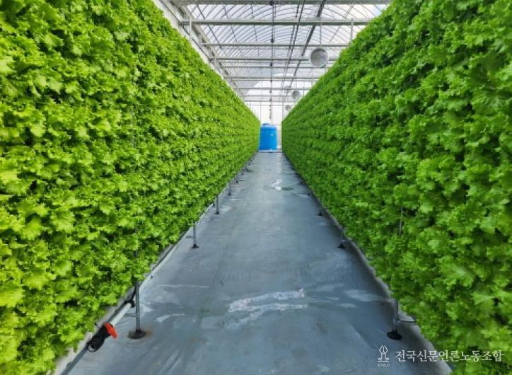 아산형 충남 스마트팜 사관학교 쌈채소 재배