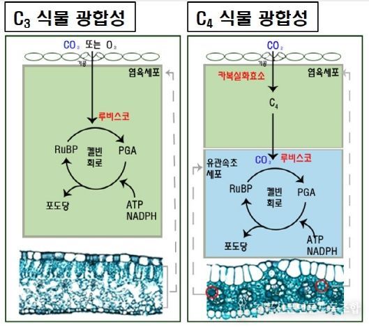 C3와 C4 식물의 광합성 경로 차이 모식도
