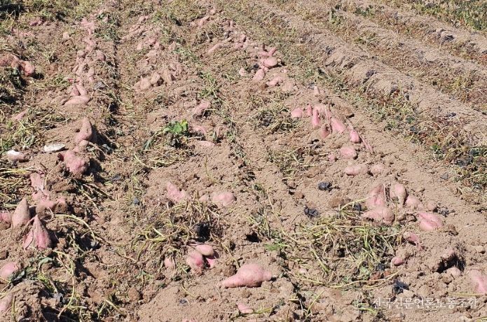 가공용 고구마 '다원미'