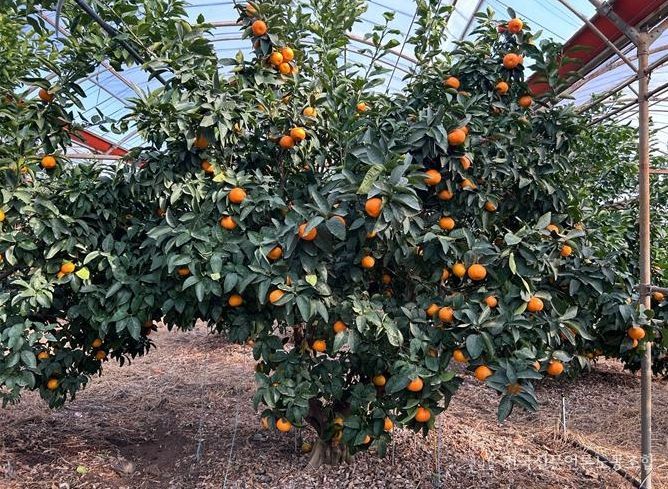 ‘미래향’ 재배