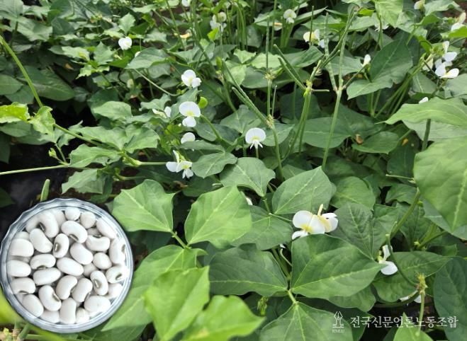 흰색 동부 신품종 미당 사진