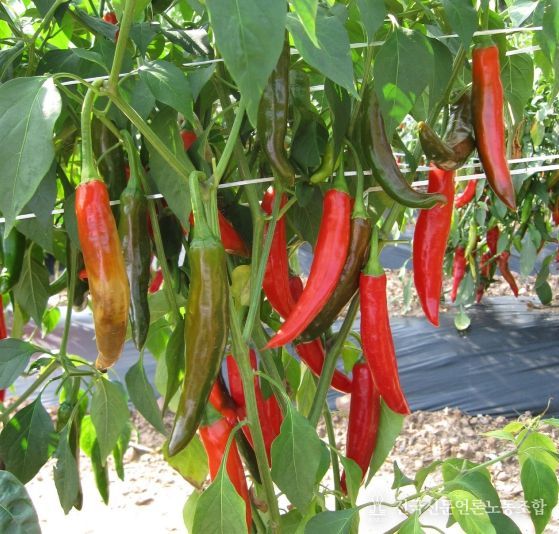 ‘수비초’등 재래종 고추 4품종, 인터넷 및 방문 접수 선착순 분양