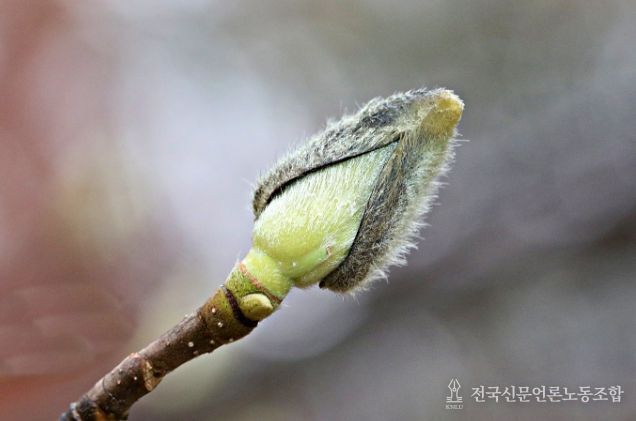 국립수목원 목련의 겨울눈(芽)
