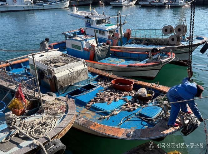 꼼치 사진-여수연안 꼼치 어획 현장