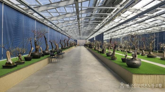 한국선비매화공원 분매원에 매화 분재들이 전시된 모습