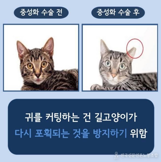 길고양이 중성화(TNR) 사업 안내 사진