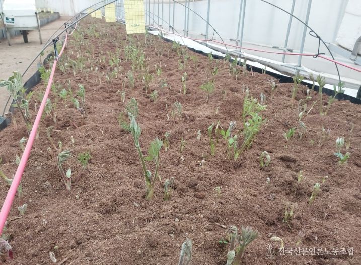 홍천 ‘땅두릅’본격출하