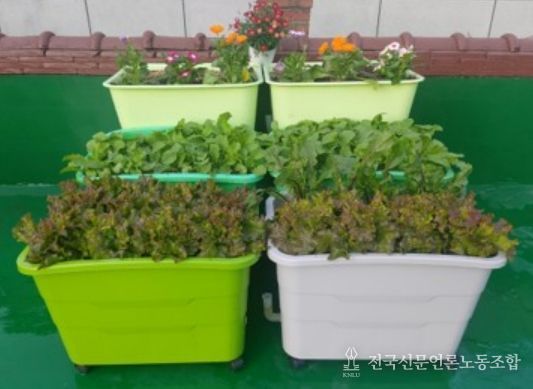 란다에 ‘나만의 텃밭’