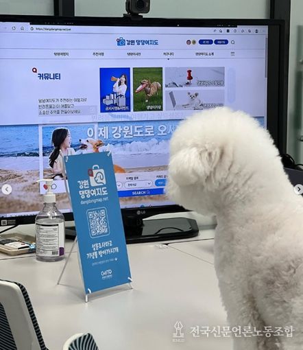 강원 반려동물 관광 활성화 이미지