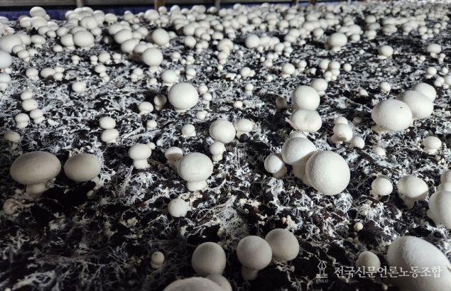 고품질 양송이 생산 위한 환절기 환경 관리