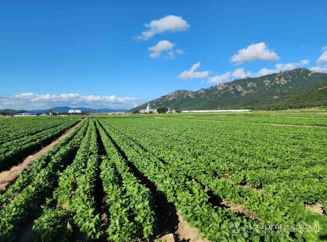 전략작물 사진 (영암군 논콩).