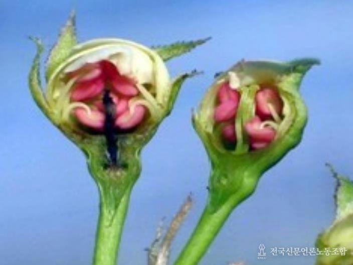 저온피해 배곷, 정상 배꽃