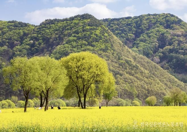 유채꽃 사진(2024)