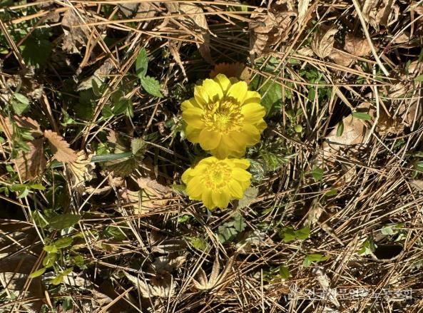 함평자연생태공원에 핀 야생화 모습