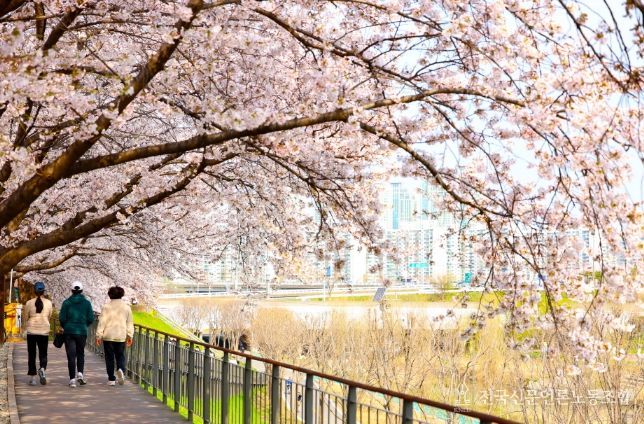 지난해 방문객들이 도림천 벚꽃길을 산책하고 있다.