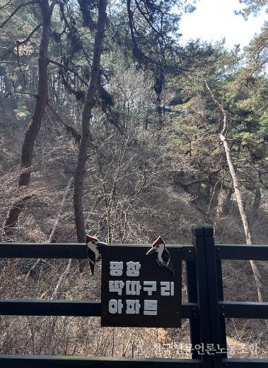 평창 치유의숲, 특별한 볼거리 ‘딱따구리 아파트’