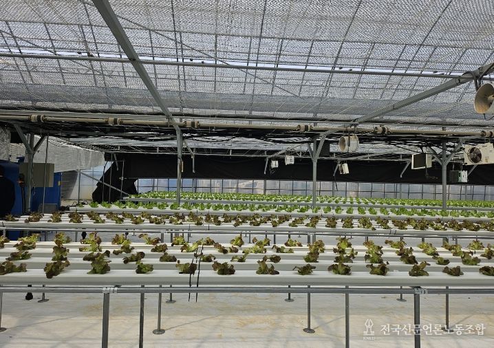 기존하우스 활용 엽채류재배시험 본격추진