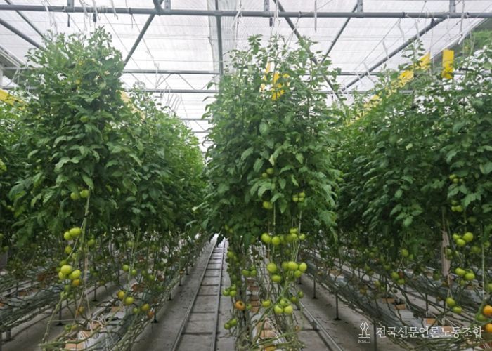 진안군, 토마토뿔나방 예찰·방제 강화