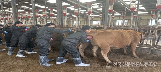 축산역량 강화교육 인공수정 과정에서 교육생들이 실습축을 활용해 실습에 참여하고 있다.