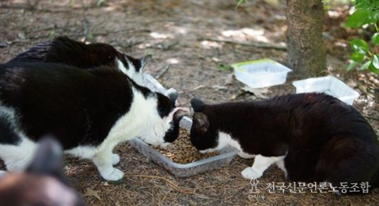 김해시, 길고양이 중성화(TNR) 사업
