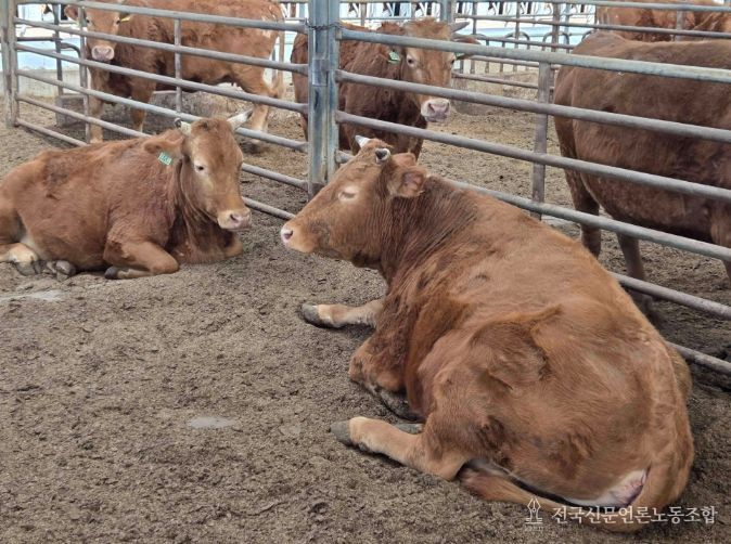 “소 한 마리에 2,500만 원” 담양군 종축개량 정책