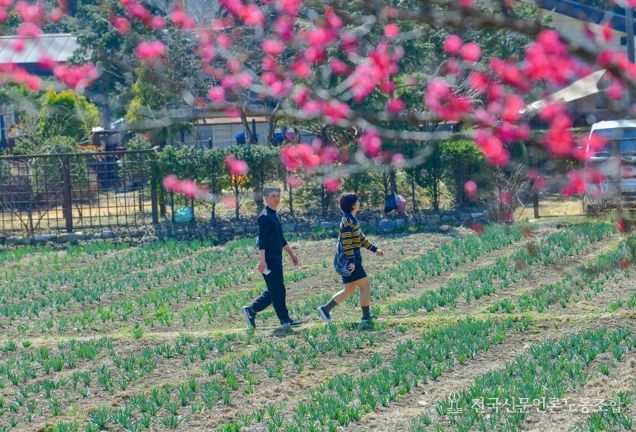 구항 내현마을 수선화축제 성황리 개최
