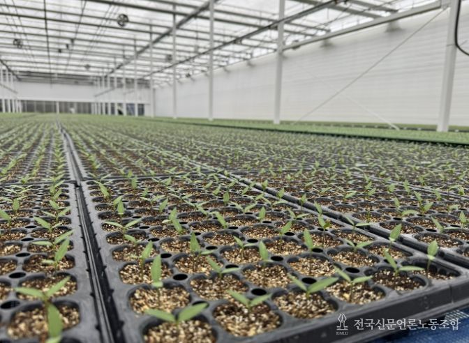 음성군, 철저한 육묘상 관리로 고추농사 준비 당부