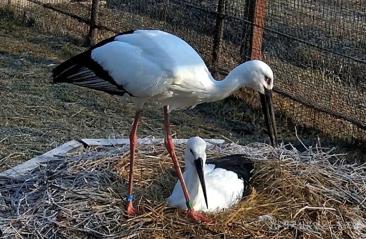 한일 황새 커플 모습