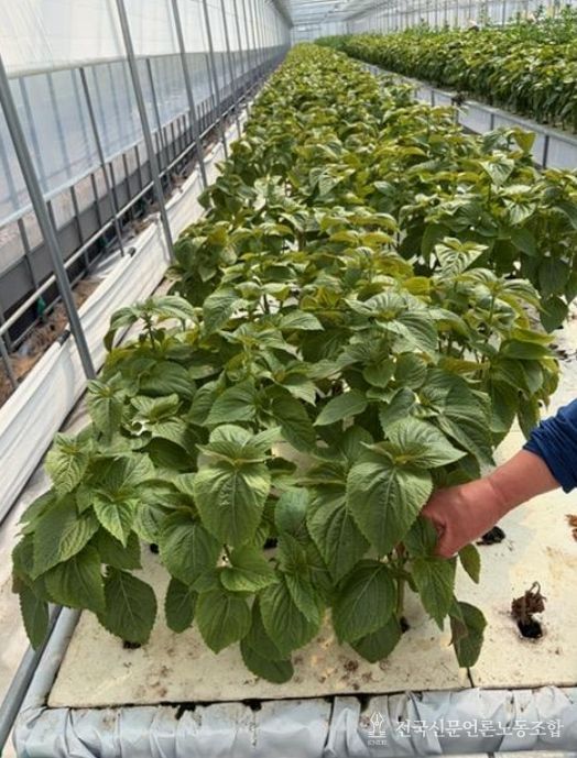 식재료 시료 채취 모습