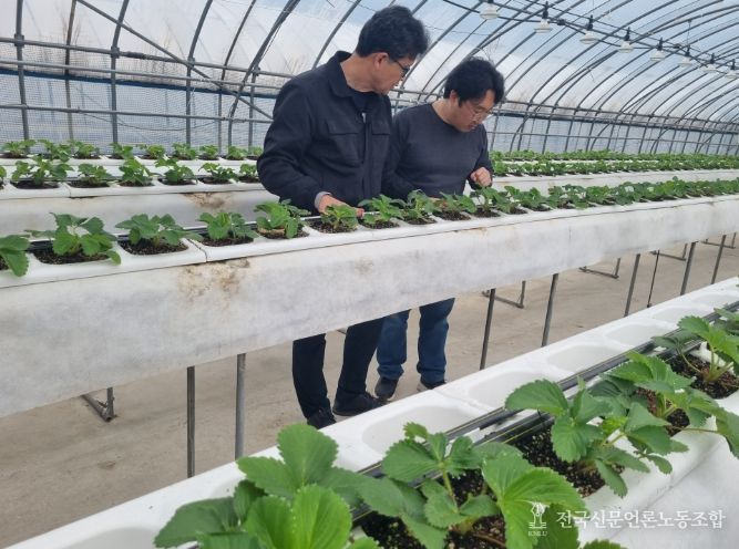 딸기육묘장에서 어미묘에 대해 설명하고 있다.