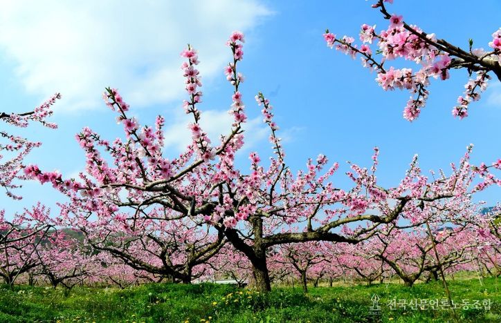 꽃의 힘으로 키우는 맛있는 과일~과수 꽃가루은행이 도와드립니다