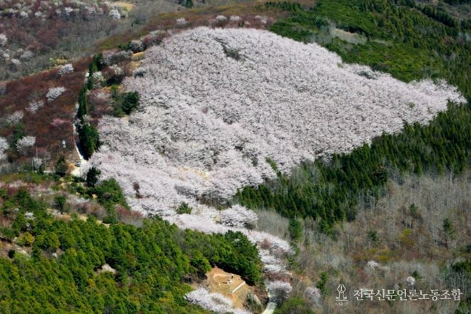영취산 벚꽃 군락지 전경