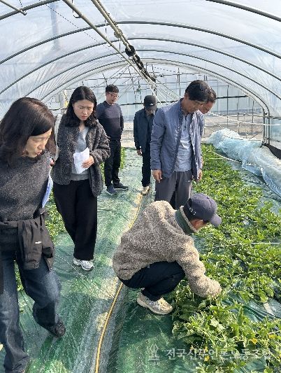 성주참외, 참외 양액재배 시범사업 농가 수확 본격화