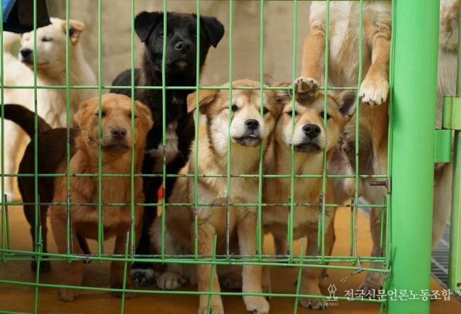 반려동물 지원 대폭 확대