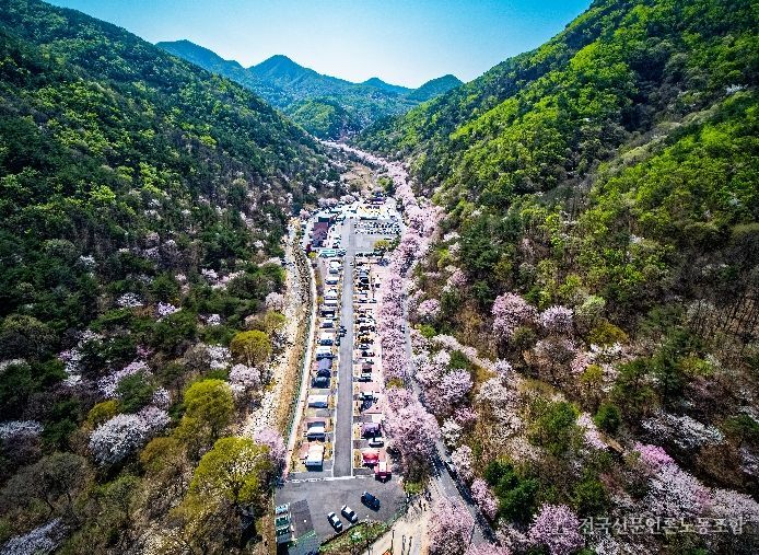 금산 보곡산골 산벚꽃 축제