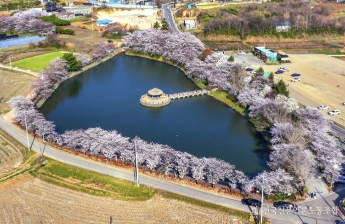 면천 골정지 벚꽃사진