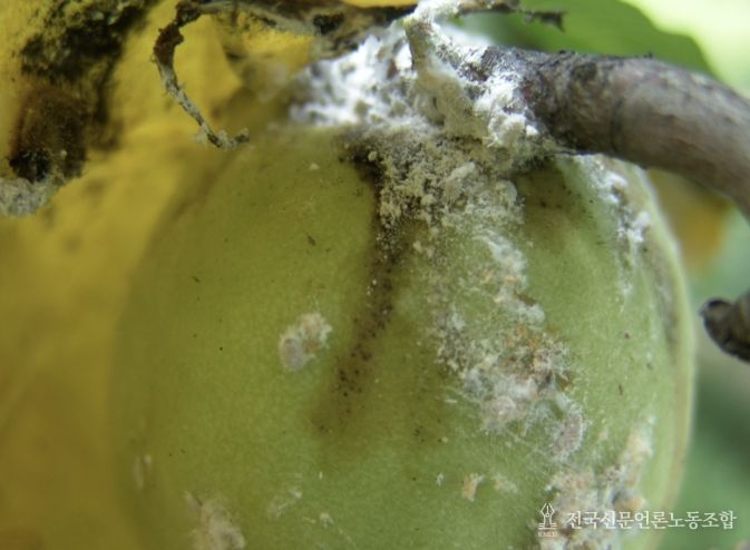 상주시농업기술센터, 4월 중순부터 배, 핵과류 '깍지벌레' 방제 시작