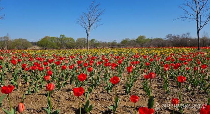 '튤립 향연'…익산 용안생태습지, 봄으로 물든다