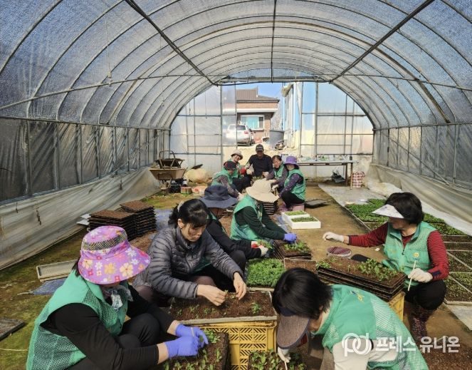 봄꽃 모종 포트 이식 작업 현장