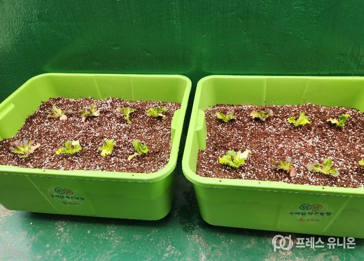 동작구 분양 ‘상자텃밭’